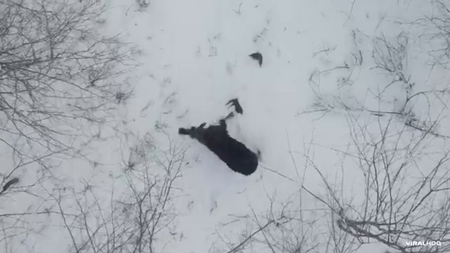Un orignal se secoue et perd ses deux bois simultanément dans la neige