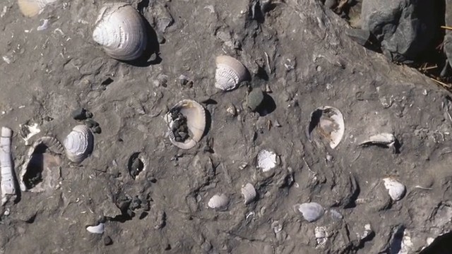 Coquillages fossilisés trouvés sur le site de Puma Punku, présentés comme preuve d'une inondation catastrophique passée.