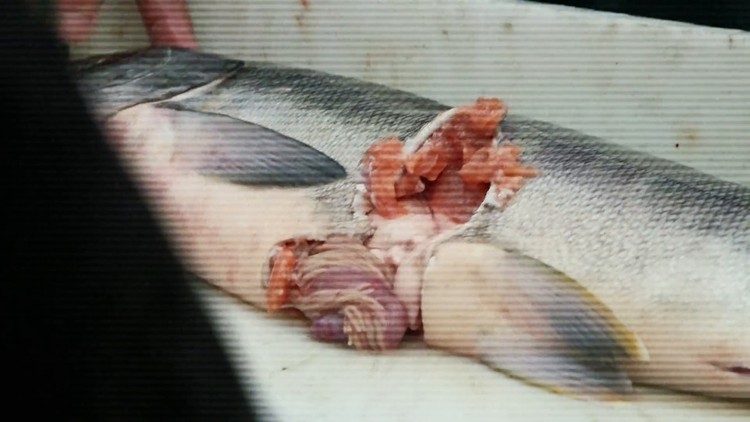 Un saumon pêché présentant une large morsure circulaire sur le flanc.