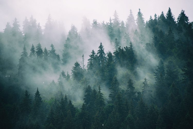 Un rappel de la valeur de la biodiversité terrestre
