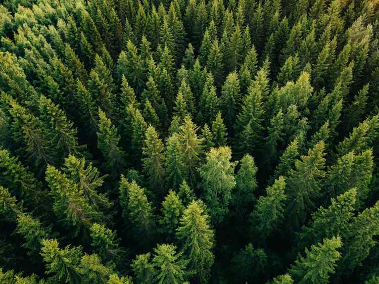 Le bois, la star cachée de notre planète