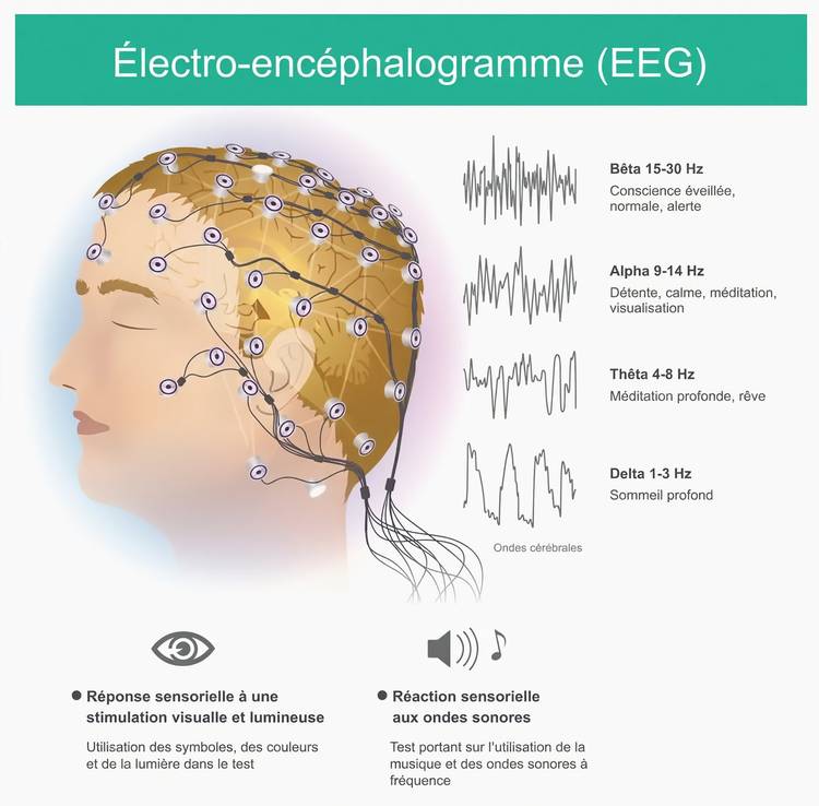 Infographie illustrant les quatre types d'ondes cérébrales (Bêta, Alpha, Thêta, Delta) et leurs fréquences respectives.