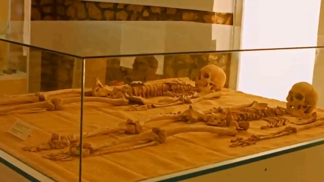 Squelettes complets exposés dans une vitrine de musée, offrant une preuve visuelle de la taille inhabituelle des restes découverts.
