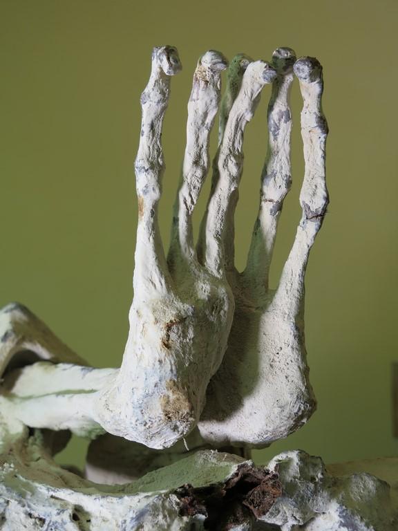 Momies de Nazca. Pieds tridactyles.