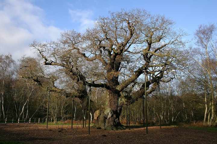 Le chêne légendaire de Robin des Bois est mort, victime de la chaleur et du tourisme