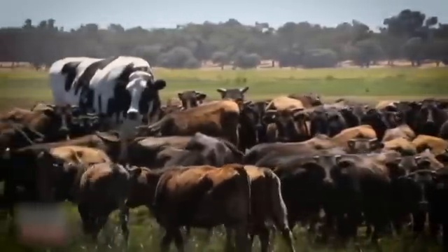 Une vache de très grande taille, nommée Blossom, se tient au milieu d'un troupeau de vaches de taille normale.
