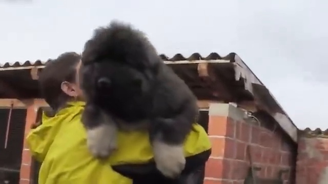 Un chiot mastiff tibétain très imposant est porté dans les bras d'une personne, illustrant sa taille impressionnante dès le plus jeune âge.