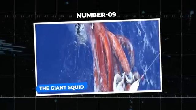 Vue aérienne d'un calmar géant capturé en mer, montrant ses tentacules massifs et sa couleur rougeâtre caractéristique.