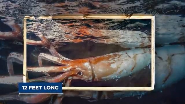 Un calmar géant nageant sous la surface de l'eau, révélant sa longueur impressionnante estimée à 12 pieds.