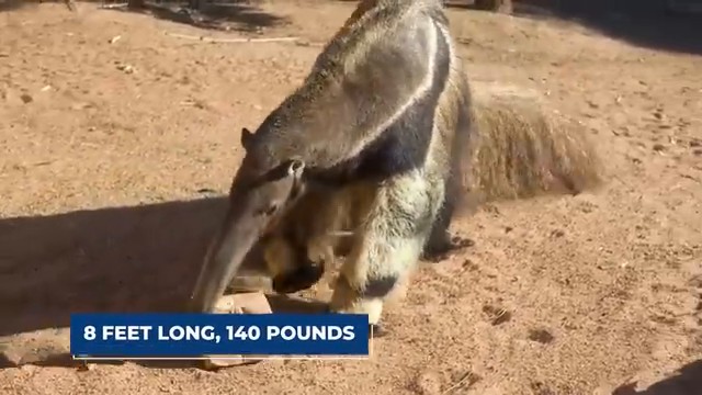 Un grand fourmilier en train de manger, montrant sa taille imposante et son long museau caractéristique.