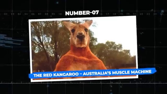 Gros plan sur un kangourou roux très musclé, illustrant sa carrure impressionnante qui lui vaut le surnom de'machine à muscles'.