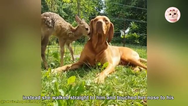 Le premier contact nez à nez entre le jeune faon chancelant et le chien de chasse