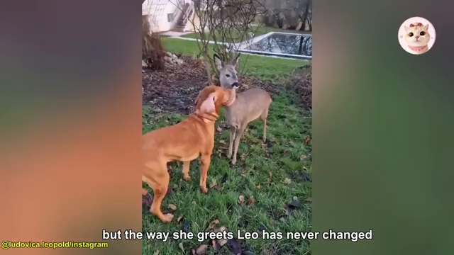 Lulu, devenue une biche adulte, saluant tendrement le chien Leo