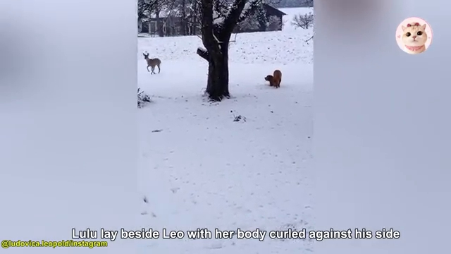 Leo et Lulu allongés paisiblement côte à côte sous les premières neiges