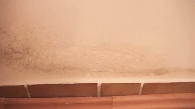 Taches de moisissure sombre se développant sur le bas d'un mur près d'une plinthe